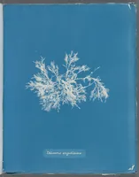 Picture 172 of 197 from Photographs of British algae: cyanotype impressions (1843), leaf 250