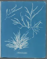 Picture 173 of 197 from Photographs of British algae: cyanotype impressions (1843), leaf 252
