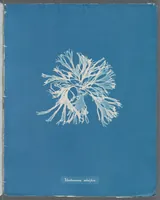 Picture 174 of 197 from Photographs of British algae: cyanotype impressions (1843), leaf 253