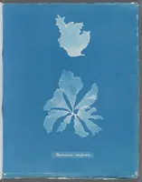 Picture 175 of 197 from Photographs of British algae: cyanotype impressions (1843), leaf 254