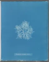 Picture 176 of 197 from Photographs of British algae: cyanotype impressions (1843), leaf 255