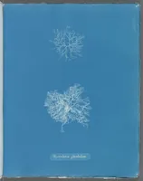 Picture 177 of 197 from Photographs of British algae: cyanotype impressions (1843), leaf 256