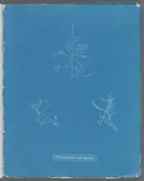 Picture 178 of 197 from Photographs of British algae: cyanotype impressions (1843), leaf 259