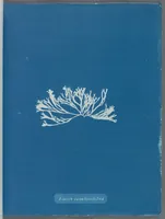 Picture 16 of 197 from Photographs of British algae: cyanotype impressions (1843), leaf 26