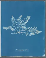 Picture 179 of 197 from Photographs of British algae: cyanotype impressions (1843), leaf 260