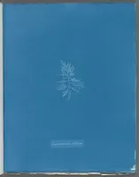 Picture 180 of 197 from Photographs of British algae: cyanotype impressions (1843), leaf 261