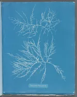Picture 181 of 197 from Photographs of British algae: cyanotype impressions (1843), leaf 262
