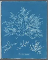 Picture 182 of 197 from Photographs of British algae: cyanotype impressions (1843), leaf 263