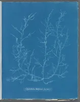 Picture 183 of 197 from Photographs of British algae: cyanotype impressions (1843), leaf 264