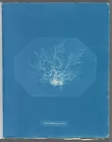 Picture 184 of 197 from Photographs of British algae: cyanotype impressions (1843), leaf 265