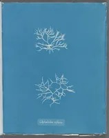 Picture 185 of 197 from Photographs of British algae: cyanotype impressions (1843), leaf 266
