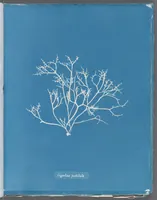 Picture 188 of 197 from Photographs of British algae: cyanotype impressions (1843), leaf 269