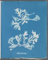 Picture 190 of 197 from Photographs of British algae: cyanotype impressions (1843), leaf 272