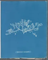Picture 191 of 197 from Photographs of British algae: cyanotype impressions (1843), leaf 273