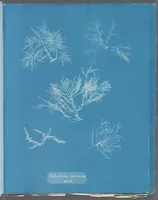 Picture 192 of 197 from Photographs of British algae: cyanotype impressions (1843), leaf 274