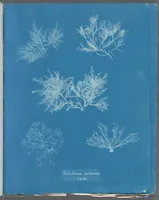 Picture 193 of 197 from Photographs of British algae: cyanotype impressions (1843), leaf 275