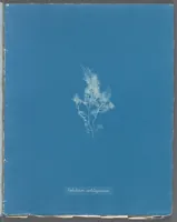 Picture 194 of 197 from Photographs of British algae: cyanotype impressions (1843), leaf 276