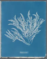 Picture 195 of 197 from Photographs of British algae: cyanotype impressions (1843), leaf 277