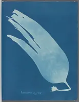 Picture 17 of 197 from Photographs of British algae: cyanotype impressions (1843), leaf 28