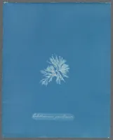 Picture 196 of 197 from Photographs of British algae: cyanotype impressions (1843), leaf 283