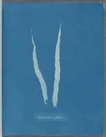 Picture 18 of 197 from Photographs of British algae: cyanotype impressions (1843), leaf 29