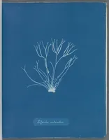 Picture 19 of 197 from Photographs of British algae: cyanotype impressions (1843), leaf 30