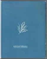 Picture 22 of 197 from Photographs of British algae: cyanotype impressions (1843), leaf 37