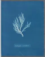 Picture 23 of 197 from Photographs of British algae: cyanotype impressions (1843), leaf 39