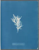 Picture 24 of 197 from Photographs of British algae: cyanotype impressions (1843), leaf 40