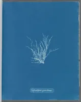 Picture 25 of 197 from Photographs of British algae: cyanotype impressions (1843), leaf 41