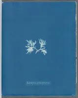 Picture 26 of 197 from Photographs of British algae: cyanotype impressions (1843), leaf 42