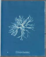 Picture 27 of 197 from Photographs of British algae: cyanotype impressions (1843), leaf 43