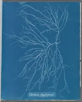 Picture 28 of 197 from Photographs of British algae: cyanotype impressions (1843), leaf 44