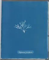 Picture 29 of 197 from Photographs of British algae: cyanotype impressions (1843), leaf 46