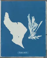 Picture 30 of 197 from Photographs of British algae: cyanotype impressions (1843), leaf 47