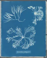 Picture 31 of 197 from Photographs of British algae: cyanotype impressions (1843), leaf 48