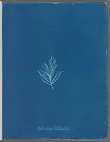 Picture 32 of 197 from Photographs of British algae: cyanotype impressions (1843), leaf 54
