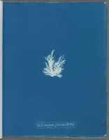Picture 33 of 197 from Photographs of British algae: cyanotype impressions (1843), leaf 55