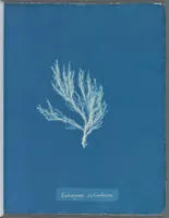 Picture 34 of 197 from Photographs of British algae: cyanotype impressions (1843), leaf 56