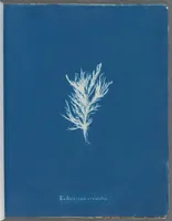 Picture 35 of 197 from Photographs of British algae: cyanotype impressions (1843), leaf 57