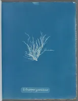 Picture 36 of 197 from Photographs of British algae: cyanotype impressions (1843), leaf 58