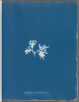 Picture 37 of 197 from Photographs of British algae: cyanotype impressions (1843), leaf 59