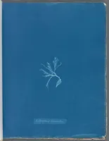 Picture 38 of 197 from Photographs of British algae: cyanotype impressions (1843), leaf 60