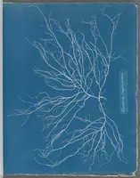Picture 39 of 197 from Photographs of British algae: cyanotype impressions (1843), leaf 61