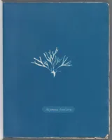 Picture 41 of 197 from Photographs of British algae: cyanotype impressions (1843), leaf 63