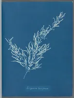 Picture 2 of 197 from Photographs of British algae: cyanotype impressions (1843), leaf 7