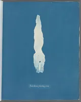 Picture 45 of 197 from Photographs of British algae: cyanotype impressions (1843), leaf 71