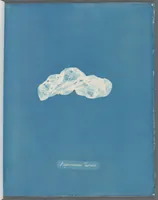 Picture 46 of 197 from Photographs of British algae: cyanotype impressions (1843), leaf 72