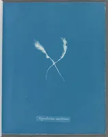 Picture 47 of 197 from Photographs of British algae: cyanotype impressions (1843), leaf 73