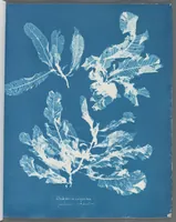 Picture 49 of 197 from Photographs of British algae: cyanotype impressions (1843), leaf 75